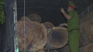 'Phù phép' cả ô tô gỗ lậu bằng hồ sơ giả 