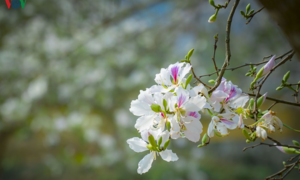 Ngây ngất mùa hoa ban nở ở Điện Biên