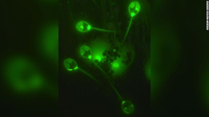 Sinh vật lạ sống không cần oxy đầu tiên được phát hiện