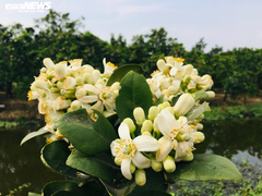 Tháng Hai, hoa bưởi Diễn nở trắng một góc trời Hà Nội