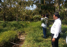 Hạn, mặn ở ĐBSCL: Có nơi sầu riêng chết trắng đến 20%