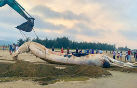 Cận cảnh đưa xác cá voi hơn 10 tấn vào bờ chôn cất ở Hà Tĩnh