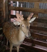 Dân Hà Tĩnh đổ xô đi xem chú hươu kỳ dị mọc 3 cành nhung