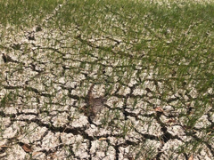 Xâm nhập mặn ở ĐBSCL tiếp tục gay gắt trong tháng 3