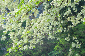 Ảnh: Tháng 3 về, ngắm hoa sưa bung nở trắng trời Hà Nội 