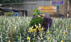 'Thấm đòn' Covid-19, giá hoa 8/3 giảm một nửa, người trồng lỗ nặng