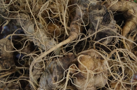 3 ngày bán 65 kg sâm Ngọc Linh, thu gần 5,5 tỷ đồng