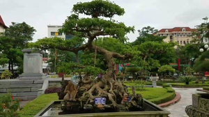 Video: Cận cảnh cây “độc long kim cương” trăm tuổi giá cả chục tỷ đồng