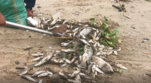 Cá chết trắng kênh ở Đà Nẵng
