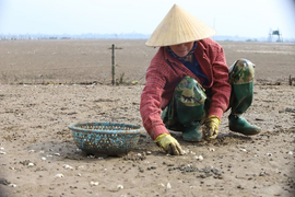 Xác định nguyên nhân ngao chết trắng đầm ở Hà Tĩnh