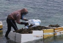 Ảnh: Cuộc sống mưu sinh nhọc nhằn của phụ nữ đảo Lý Sơn