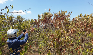 Gần 1.000 công trình thủy lợi, cây trồng Tây Nguyên vẫn có nguy cơ chết khát