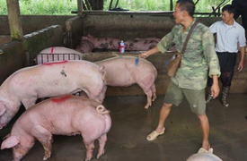 Giá thịt lợn bắt đầu giảm 'nhiệt'