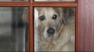 Loại trừ khả năng nhiễm Covid-19 từ vật nuôi