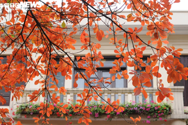 Hà Nội đỏ rực, vắng lặng, đẹp lạ kỳ như giữa mùa thu Âu châu