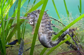 Cỏ biển - chìa khóa giúp chống biến đổi khí hậu