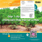 Chủ tịch Cà Mau chỉ đạo làm rõ việc vận động trồng rừng chống xâm nhập mặn