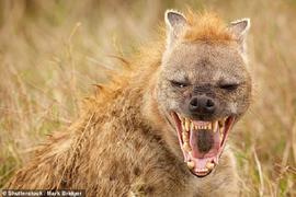 Bí ẩn 'quái thú' lang thang khắp thế giới cùng những loài người khác