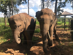 Hai đàn voi rừng liên tục phá hoại hoa màu ở Đắk Lắk