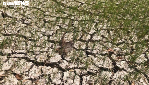 Ngành ngân hàng ủng hộ các tỉnh ĐBSCL bị hạn hán, xâm nhập mặn 