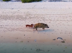 Hòn đảo không người ở, chỉ có lợn hoang