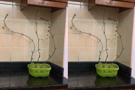 Tích trữ rau quả giữa mùa dịch, nam thanh niên hối hận vì cây leo đầy bếp