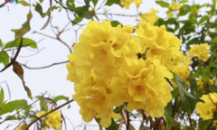 Hoa chuông vàng khoe sắc nơi phố núi Sơn La
