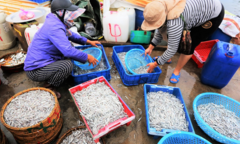 Trúng đậm cá cơm, ngư dân Quảng Nam bỏ túi bạc triệu mỗi đêm