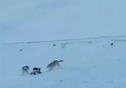 Video: Chồn sói giao tranh quyết liệt với cặp sói xám để giành lãnh thổ