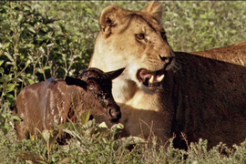 Video: Linh dương đầu bò con nhận sư tử săn mồi làm mẹ
