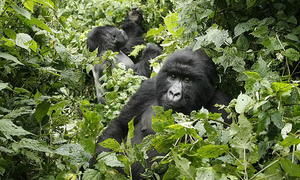 Khỉ đột núi có nguy cơ nhiễm Covid-19