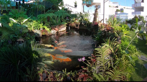 Độc đáo hồ cá Koi trị giá hàng tỷ đồng trên sân thượng của đại gia Sài thành