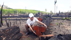 Gia Lai khởi tố 3 vụ án hình sự về tội hủy hoại rừng