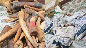 Bắt xe tải chở hơn 2 tạ ngà voi từ Nghệ An ra Hà Nội tiêu thụ