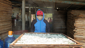 Nghề hấp cá ở Quảng Nam tất bật vào vụ