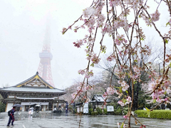 Video: Rợp trời hoa anh đào Tokyo nở bung rực rỡ trong tuyết trắng