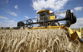 Châu Âu kêu gọi 'đội quân bóng tối' giải cứu cánh đồng không người thu hoạch