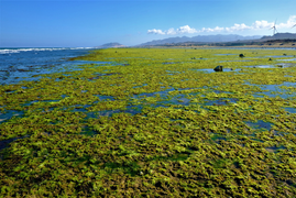 Video: Chiêm ngưỡng bãi rêu xanh tuyệt đẹp ở Ninh Thuận