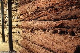 Cây thông hé lộ nguyên nhân diệt vong của nền văn minh 3.500 năm tuổi 