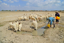 Ảnh: Chăn nuôi cừu trên vùng đất khô hạn