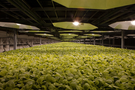 Công ty công nghệ sinh học tại Mỹ phát triển vaccine tiềm năng ngừa Covid-19