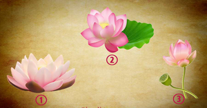 Chọn một bông hoa sen yêu thích để khám phá vận may của bạn