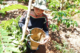 Cận cảnh chuyến săn sâu muồng đặc sản của người Ê Đê 