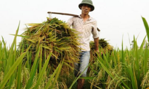 Thủ tướng yêu cầu xuất khẩu gạo hợp lý thời gian tới