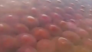 Video: Hàng nghìn con sứa hồng xâm nhuộm đỏ mặt biển Philippines