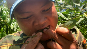 Người Tây Nguyên bắt sâu muồng để làm thức ăn