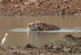Hổ đực cõng bạn tình đằm nước để tránh nóng