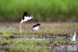Video: Ngắm những loài chim hoang dã ngay tại Hà Nội