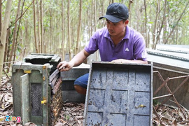 Sợ lây Covid-19, nhóm thanh niên dọa giết ông chủ và công nhân trại ong