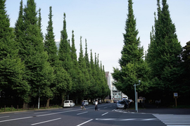 Thông là chìa khóa giúp giảm ô nhiễm tiếng ồn đô thị